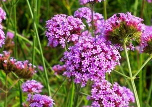 農村這種草叫 馬鞭草 ,看上去像薰衣草,對于驅蚊有大用處