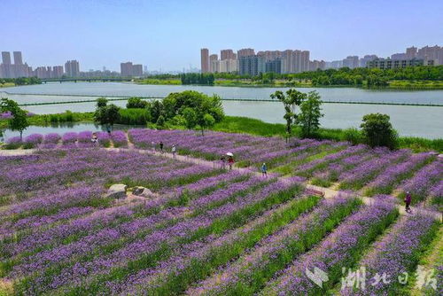 東西湖區徑河公園超8萬平米的柳葉馬鞭草迎來最佳觀賞期
