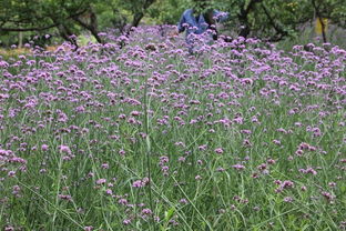 柳葉馬鞭草花田