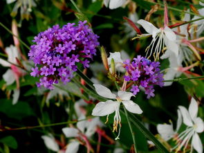 20170717柳葉馬鞭草 山桃草 梅江會展中心