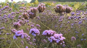 柳葉馬鞭草,絕不是薰衣草的替身 養(yǎng)在陽臺足以驚艷到你