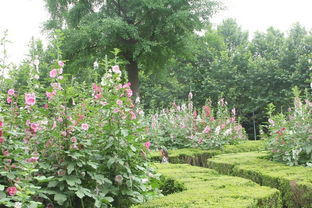 柳葉馬鞭草花田