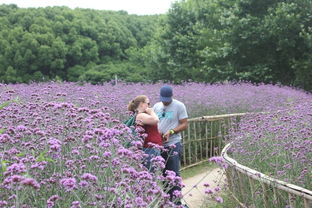 柳葉馬鞭草花田