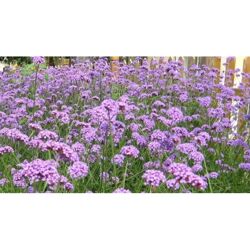 山西柳葉馬鞭草種植價格