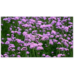 吉林柳葉馬鞭草花海商價格