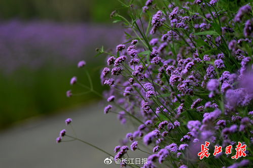 紫色花海,美 圖集