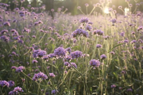 明明是紫色,非說人家是網紅