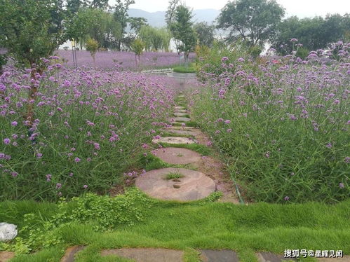 三門峽市陜州公園 柳葉馬鞭草肆意燦爛,炫酷了整個(gè)游園