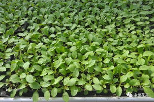 中世花卉好物精選 花海成功的 訣竅