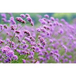 河南柳葉馬鞭草苗木價格