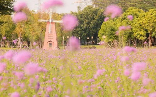 成團 10月3日, 粉黛亂子草 馬鞭草紫色花海 逢簡水鄉