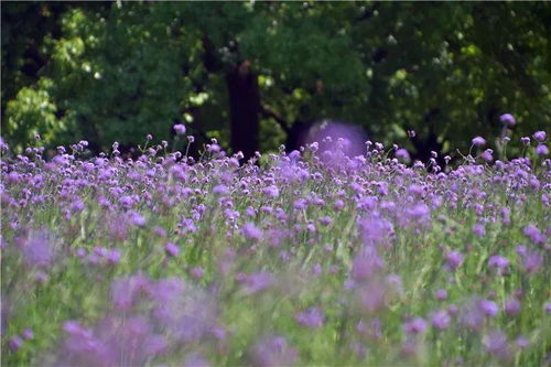 美醉了 柳葉馬鞭草盛開,紫色花海鋪滿共青
