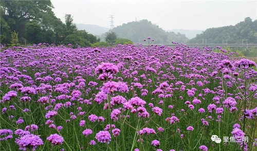 三明市郊這片紫色馬鞭草已花開成海,美爆了