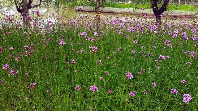 美麗吉安之賞花系列:柳葉馬鞭草花海惹人醉