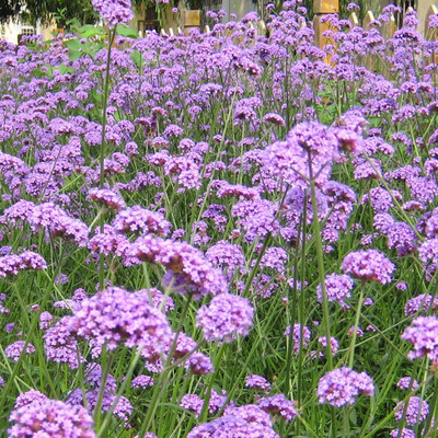 萬(wàn)方柳葉馬鞭草 山東馬鞭草價(jià)格 批發(fā)