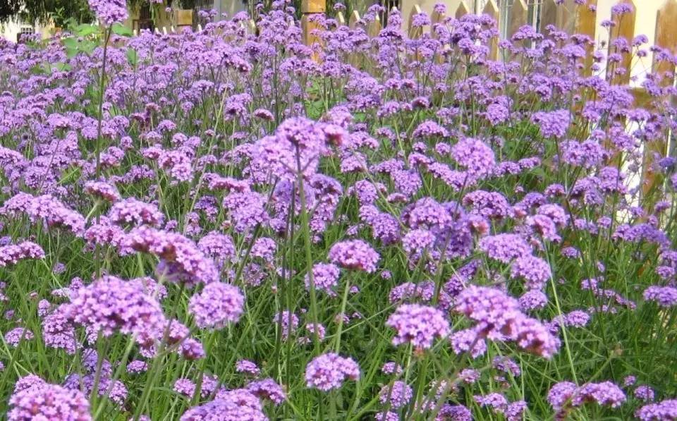 蕭山這兩片紫色花海正盛開(kāi),驚艷一夏!花癡們約嗎_旅游_網(wǎng)