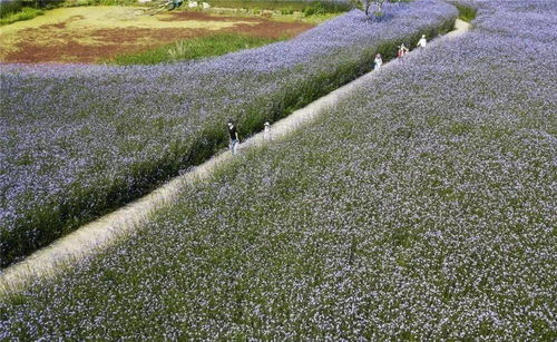 美爆啦 武漢成片馬鞭草盛放,快來(lái)這些地方邂逅紫色花海