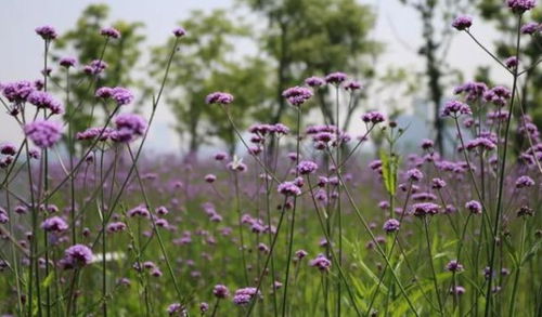 洋湖濕地公園紫色花海 馬鞭草迎來(lái)最佳觀賞期