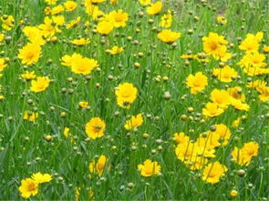 柳葉馬鞭草種苗 小苗 略陽(yáng)基地批發(fā)價(jià)格