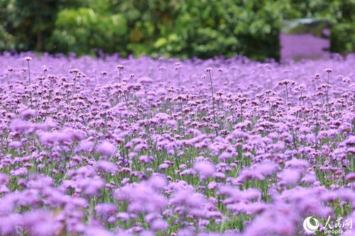 樓蘭故城一張門(mén)票三千五 官方回應(yīng)