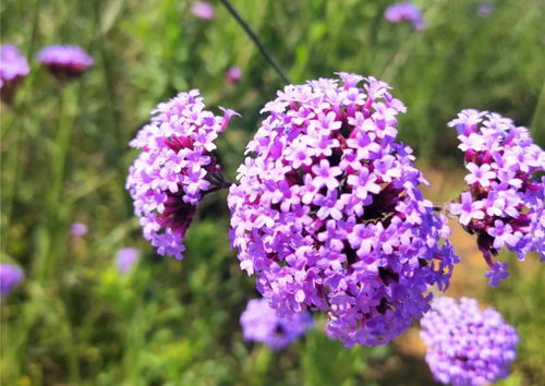 美 普者黑這片紫色花海,宛如仙境