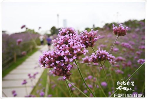 故地重游 如今的深圳灣公園花開(kāi)四季,小姐姐在紫色花海中直播