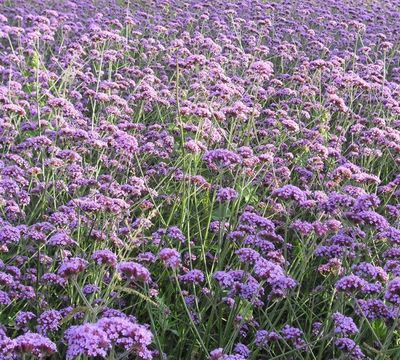 柳葉馬鞭草種子紫色藍(lán)色多年生宿根花卉景觀花海工程耐寒易活播種