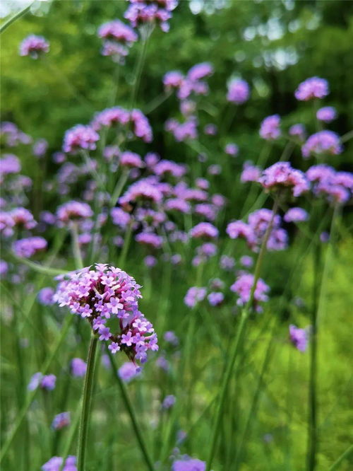 夏日探花丨柳葉馬鞭草盛開(kāi) 來(lái)申城的這些地方感受 紫色浪漫