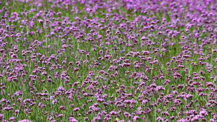 嬌艷的柳葉馬鞭草