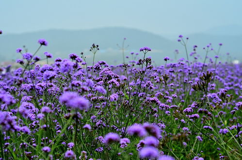 花海系列柳葉馬鞭草,花海工程用馬鞭草批發(fā),山東馬鞭草基地