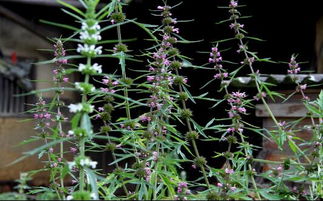 請問這是薰衣草嗎