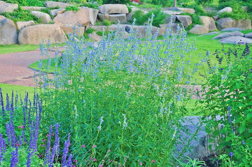 木槿 洋薊 鼠尾草 辰山植物園進入夢幻夏花季