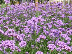 柳葉馬鞭草供應商,出色的柳葉馬鞭草供應商就在濰坊-青州市九州園藝提供柳葉馬鞭草供應商,出色的柳葉馬鞭草供應商就在濰坊的相關(guān)介紹、產(chǎn)品、服務、圖片、價格秋菊、熏衣草苗、牡丹石榴、熏衣草種子價格 、熏衣草基地、宿根花卉基地、