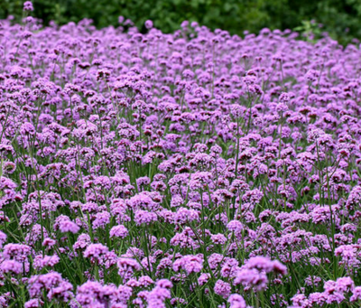 柳葉馬鞭草有什么用