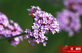 柳葉馬鞭草是什么