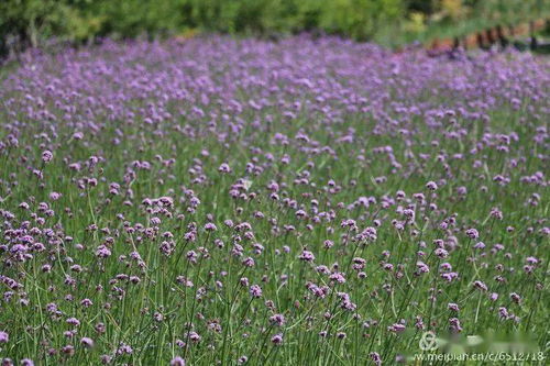 陜州公園10萬余棵柳葉馬鞭草競相綻放展芳華