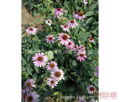 【青州山合水花卉苗木金雞菊地被菊千屈菜荷蘭菊黑心菊杯苗及種子種苗柳葉馬鞭草】青州市山合水花卉苗木園藝場 - 產(chǎn)品庫