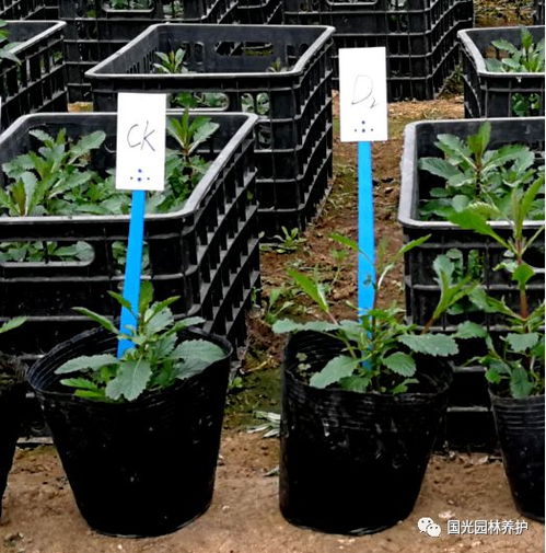 柳葉馬鞭草花海建植技術(shù)簡介