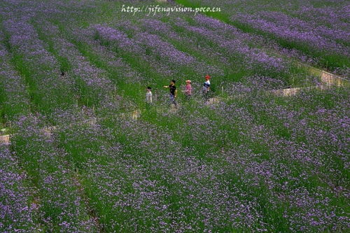 美瞎了 福州驚現(xiàn)大片馬鞭草花海 再也不用羨慕普羅旺斯了