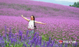 成都雙流 紫頤香薰山谷柳葉馬鞭草盛放