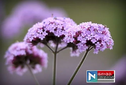 節(jié)后第一天,用福州這片紫色刷屏朋友圈吧