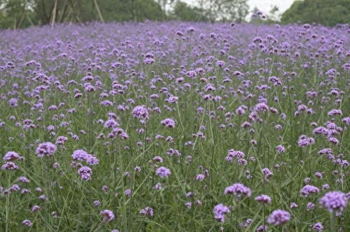 篝火晚會 絢麗花海 燒烤美食 來這片花海歡度國慶