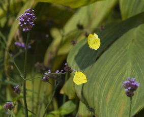 初秋,來長寧這個地方看花開蝶舞