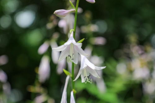 商丘絕美向日葵花海盛開,姐妹們趕緊來打卡