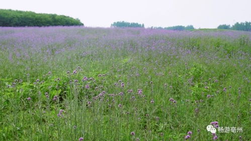 美爆 亳州的 普羅旺斯 已上線