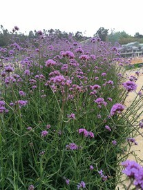 馬鞭草花海圖片大全,馬鞭草花海設計素材,馬鞭草花海模板下載,馬鞭草花海圖庫
