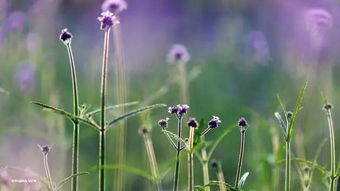 世紀公園5000平方米柳葉馬鞭盛開了,喜現紫色花海