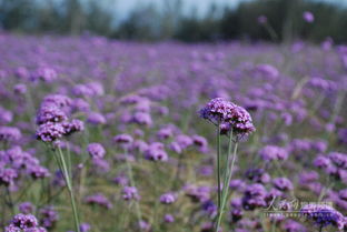 初秋探訪風情懷柔 獨享京郊時尚旅游生活