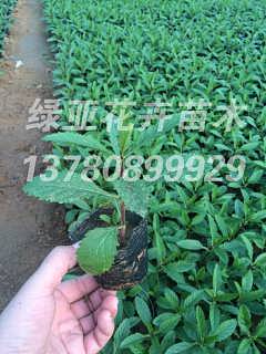 柳葉馬鞭草價格價格 柳葉馬鞭草價格批發 柳葉馬鞭草價格廠家 