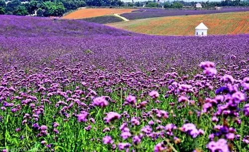 重慶柳葉馬鞭草多少錢一株